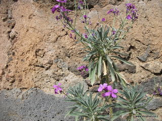 lla Calanna07-04-2013 09-04-53